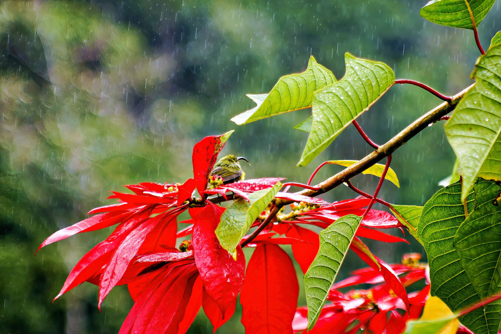 Unglücklicherweise hat es fast ununterbrochen geregnet